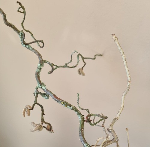 Trollhassel Bild beskuren