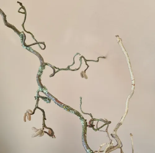 Trollhassel Bild beskuren