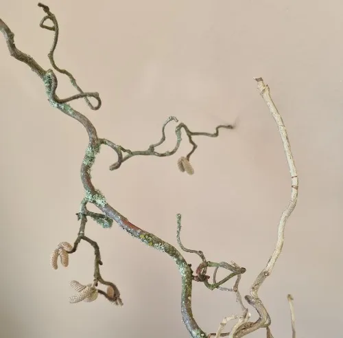 Trollhassel Bild beskuren